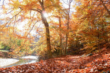 Rock Creek Trails in autumn foliage in Washington d.c. United States of America