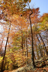 Fototapeta premium Autumn in Shenandoah National Park - Virginia, United States