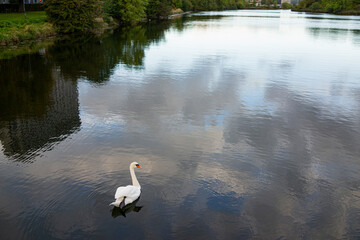 A Swan in the lake in the morning