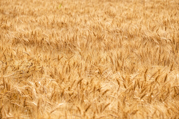 風に揺れる小麦の穂