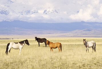 Horses in the Altai Mountains. Pets graze on a spring meadow in the Kurai steppe against the backdrop of snowy mountains. Siberia, Russia