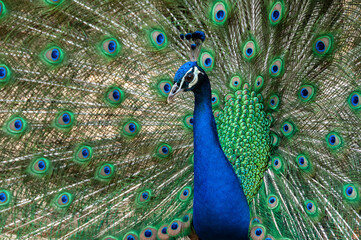 Fototapeta na wymiar Closeup of a peacok, pavo cristatus, with its wings spread looking straight into the camera.