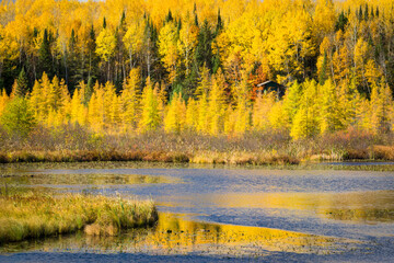 A small northwoods cabin nestled among birch trees in peak autumn color on the shore of a Wisconsin wetland bog.