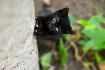 Black kitten plays in the garden