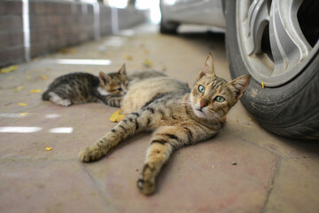 Stray cat feeds her newborn kitten next to a car in the street
