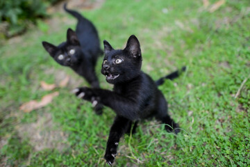Black kittens play in the garden