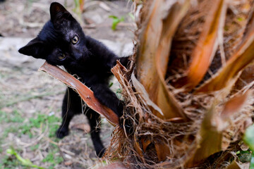 Black kitten plays in the garden