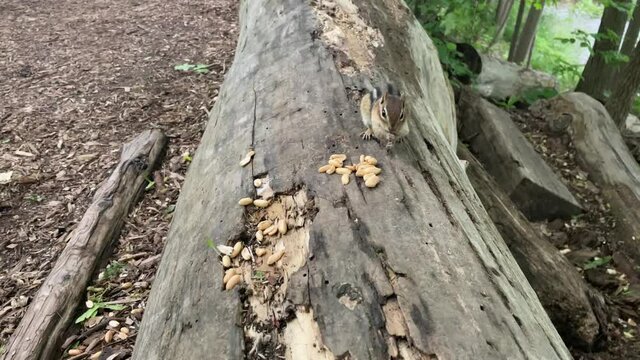 Chipmunk gathering peanuts in cheeks and moving them to its nest in a tree trunk