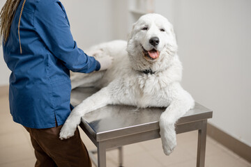 Happy big dog lying and relax on the table while veterinarian doctor examining in veterinary clinic. Pet health care and medical concept. Animal not afraid. 