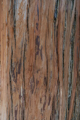 Natural background with the texture of the bark of a real tree.