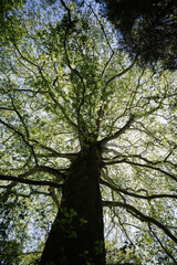 Giant redwood tree view from below to the sky through the branches.