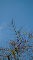 Branches and twigs of trees without leaves. Looks dry with a blue sky background