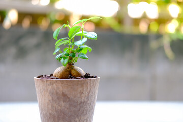 観葉植物のガジュマル