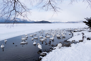屈斜路湖・白鳥・Swan Lake・北海道