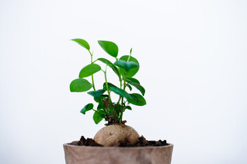 観葉植物のガジュマル