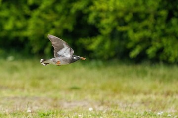 グリーンバックに餌を咥えて飛ぶムクドリ