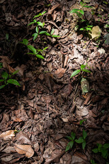 leaves dry on the ground in the forest
