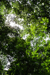 Fototapeta premium sky green forest in the morning with white background