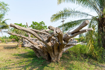 Big dry dead tree root, White gray dry patterned twisting tangled roots of an old dead tree.