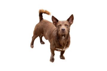 ฺBrown ridgeback dog in Thailand. on isolated white background.