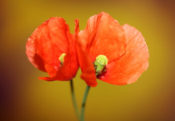 Red wild flower blossom close up papaver family papaveraceae botanical background high quality big size print