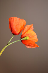 Red wild flower blossom close up papaver family papaveraceae botanical background high quality big size print