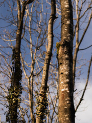 trees in the woods