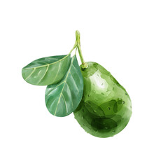 Watercolor avocado with leaves isolated on white background. Hand drawn illustration