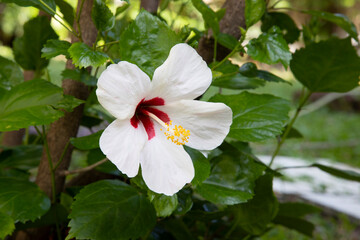white and Red hibiscus flower close-up. White hibiscus flower detail. Close-up of a Hibiscus flower growing in Thailand
