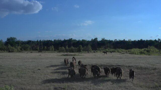 herd of wild Taurus touros running in a field on a sunny day