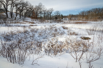 A rare fen environment fed by 50 degree spring water remains open during winter when the landscape is under a blanket of snow.