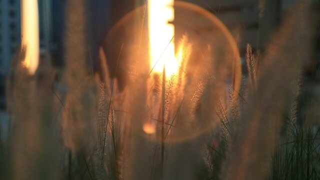 Backlit grass field in the public park in Abu Dhabi swaying in the wind. Natural background at sunset time.