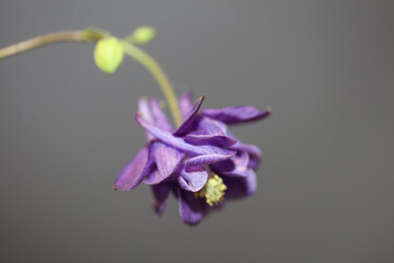 Flower blossom close up botanical background Aquilegia vulgaris family ranunculaceae big size high quality print