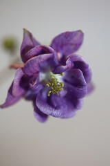 Naklejka premium Flower blossom close up botanical background Aquilegia vulgaris family ranunculaceae big size high quality print