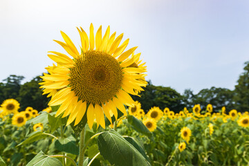 ひまわり畑（向日葵畑）