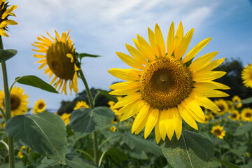 ひまわり畑（向日葵畑）