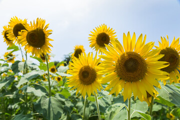 ひまわり畑（向日葵畑）