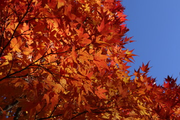 紅葉したモミジ