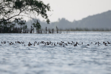 Many mallards are looking for food, flying up and down around the lake.