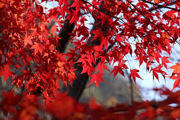 紅葉するモミジ