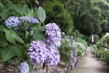 紫陽花が咲く小道３
