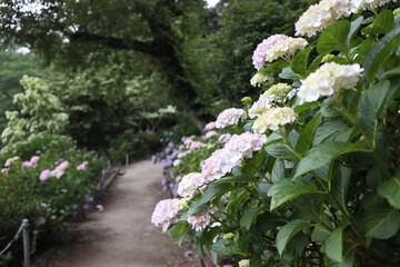 紫陽花が咲く小道２