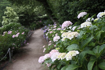 紫陽花が咲く小道