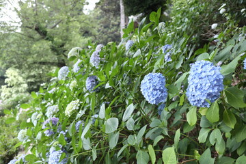 紫陽花の花（青）