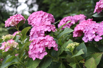 紫陽花の花（ピンク）２