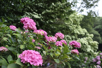 紫陽花の花（ピンク）
