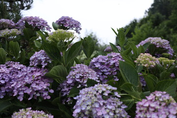 紫の紫陽花