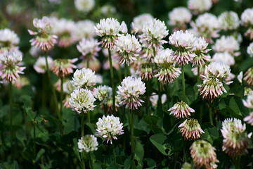 flowers in the field