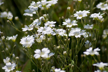 white flowers in the meadow