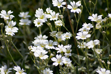 Obraz na płótnie Canvas white flowers in the field